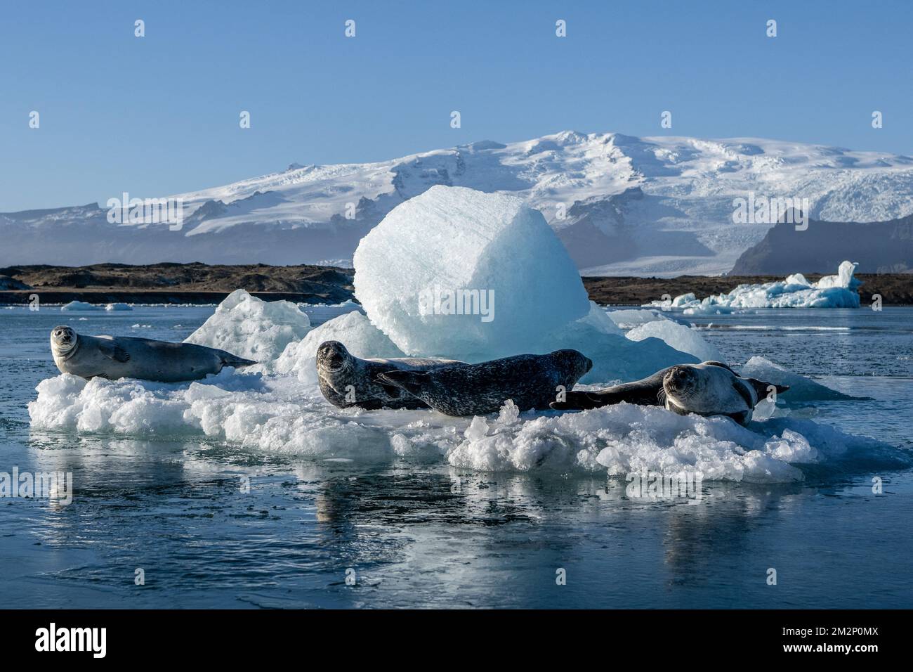October 19, 2022, JÃ¶kulsÃrlÃ³n, JÃ¶kulsÃrlÃ³n, Iceland: Monk seal are seen resting on the ice blocks floating in JÃ¶kulsÃrlÃ³n. JÃ¶kulsÃrlÃ³n is a lake located in southern Iceland, with an area of 20 km2 and a depth of over 200 meters. Until less than 100 years ago, the BreiÃ°amerkurjÃ¶kull glacier (part of the VatnajÃ¶kull glacier) extended even beyond the ring road. Due to rising temperatures, the glacier has retreated, creating this impressive glacial lagoon. (Credit Image: © Jorge Castellanos/SOPA Images via ZUMA Press Wire) Stock Photo