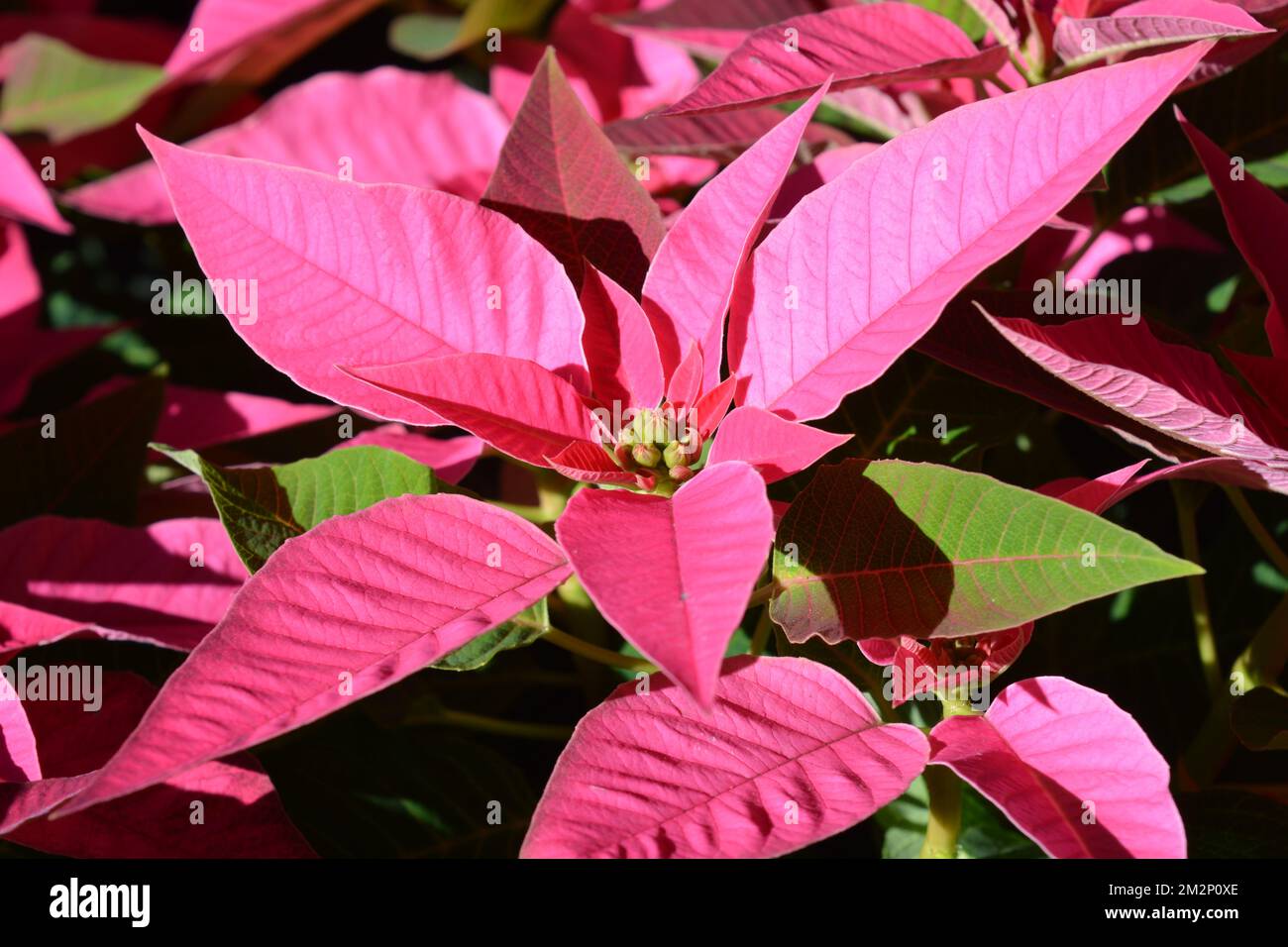 Pink poinsettia, traditional colourful Christmas pot plants, for sale in a garden centre Stock