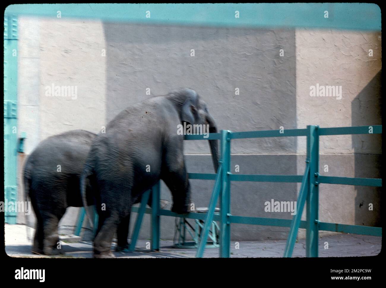Elephant, Franklin Park , Elephants, Zoos, Zoo animals, Franklin Park