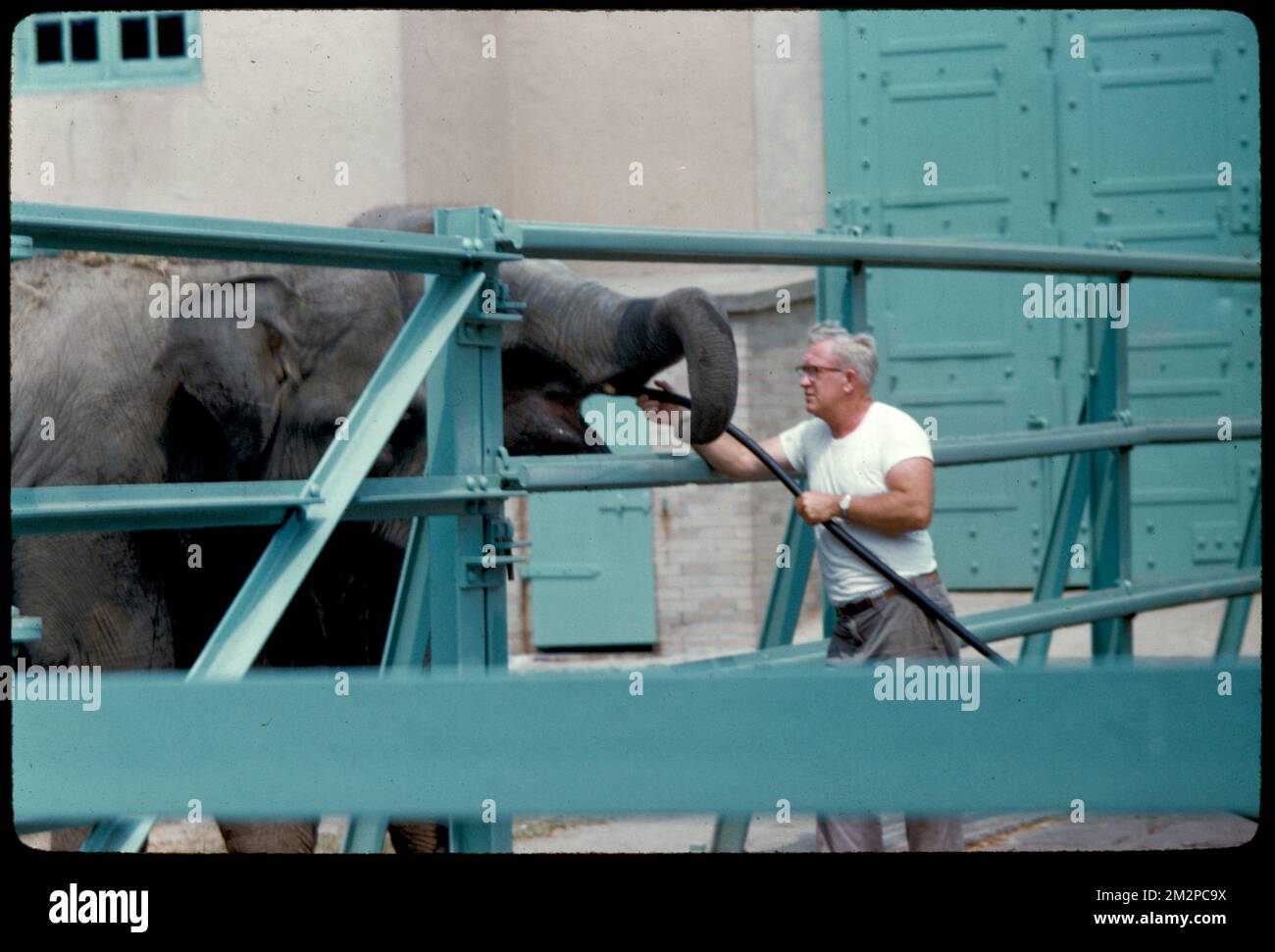 Elephant, Franklin Park , Elephants, Zoos, Zoo animals, Zoo keepers