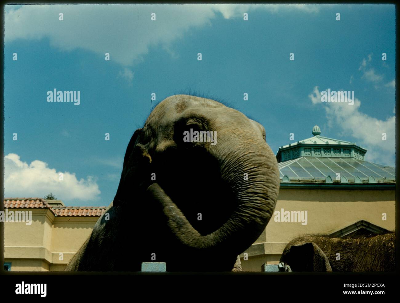 Elephant, Franklin Park Zoo, Boston , Elephants, Zoos, Zoo animals