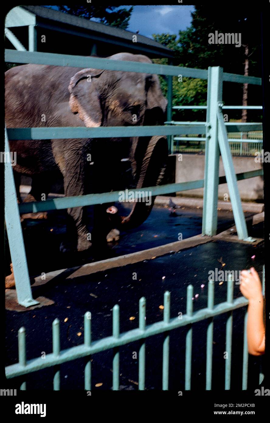 Elephants, Franklin Park , Elephants, Zoos, Zoo animals, Franklin Park