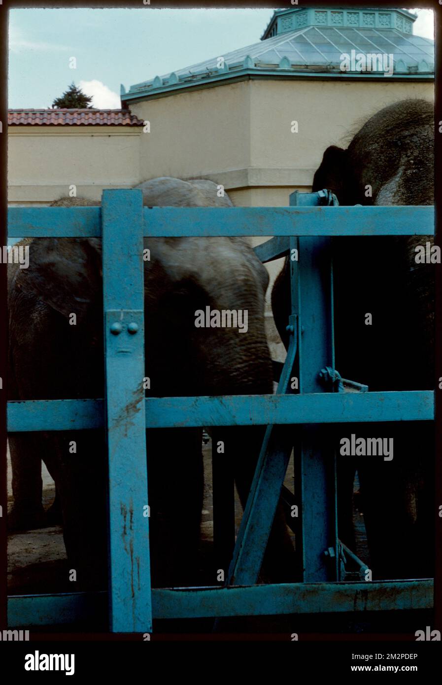 Elephants, Franklin Park Zoo , Elephants, Zoos, Zoo animals, Franklin