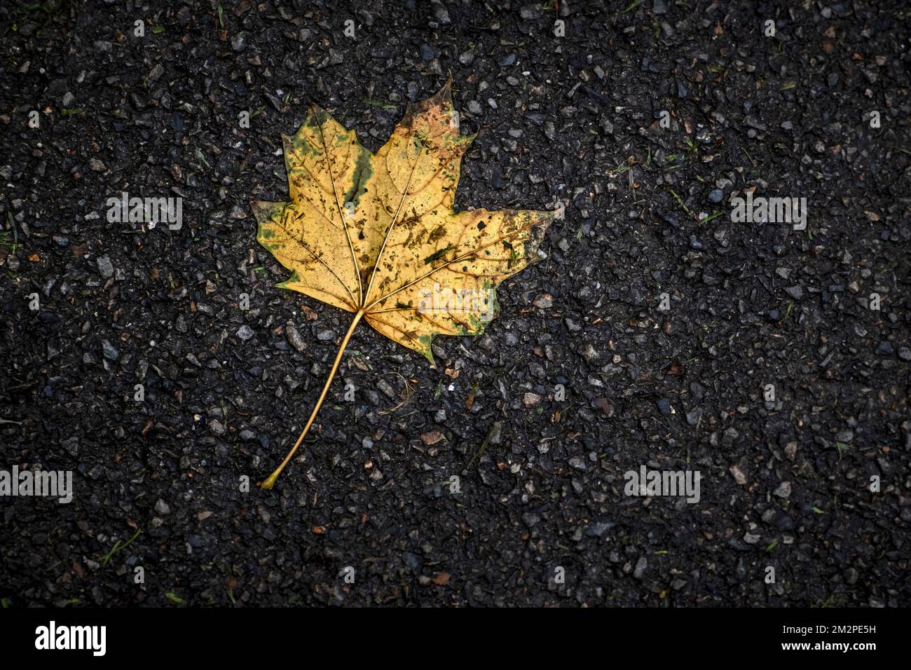 Vibrant rich colour of a dead Sycamore Acer pseudoplatanus leaf leaves lying on the ground in the Autumn in England in the UK. Stock Photo