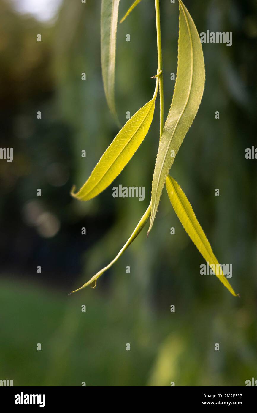 Willow tree leaves hi-res stock photography and images - Alamy