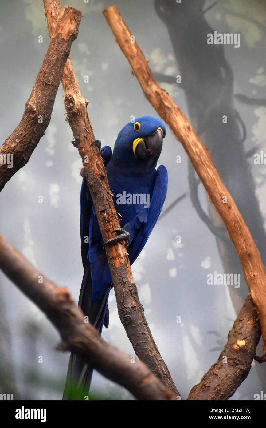 Curated visual reference: Fresh Look at A Vertical Low Angle Shot Of A Hyacinth Macaw Perched