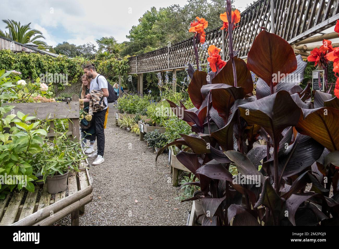 Customers buying plants at the plant centre at Trebah Gardens in