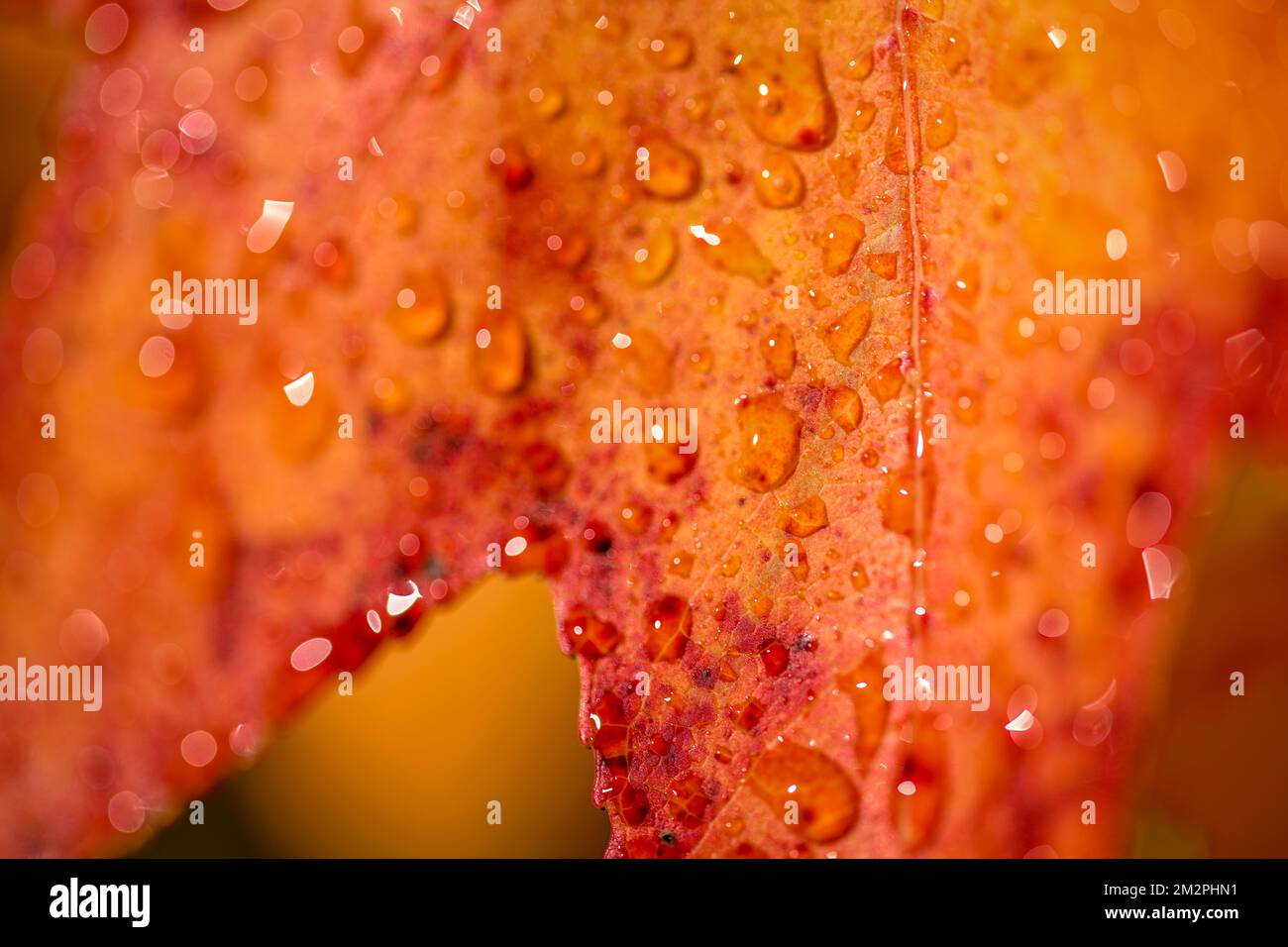 A macro shot of dew drops on a bright orange fall leaf Stock Photo