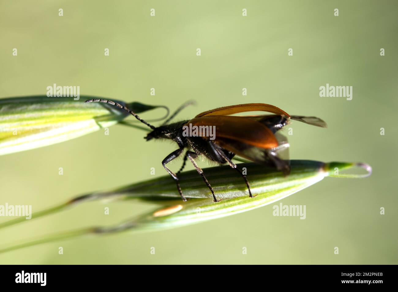 Haria Insect insect Lagria hirta Stock Photo - Alamy