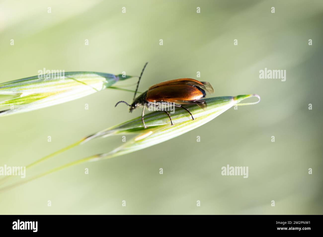 Haria Insect insect Lagria hirta Stock Photo - Alamy
