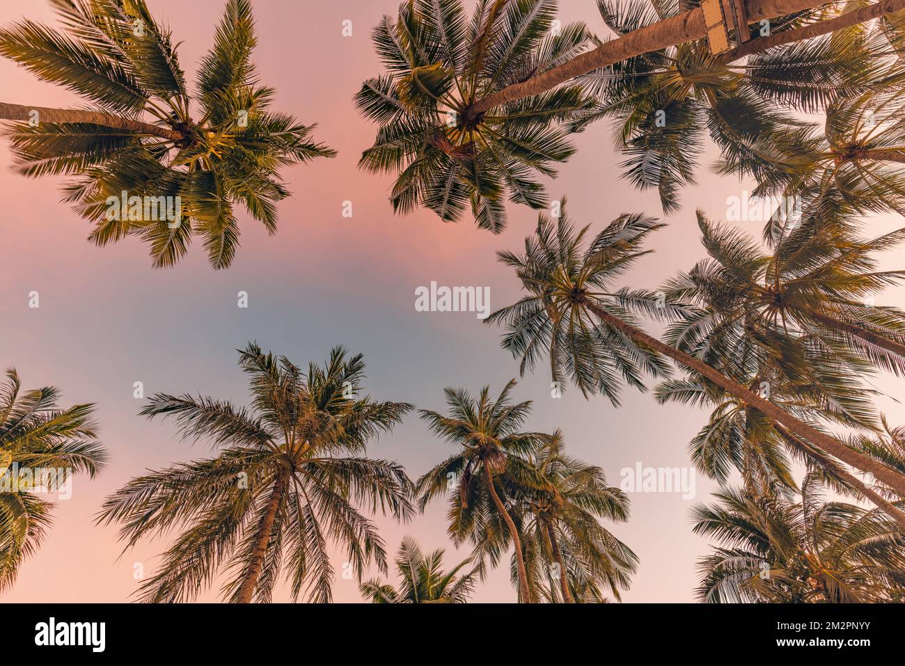 Palm trees with colorful sunset sky. Exotic tropical nature pattern, low point of view landscape. Peaceful and inspirational island scenic, silhouette Stock Photo