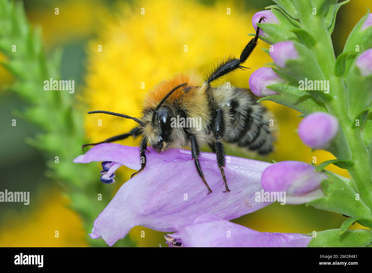 Colorful Closeup on a worked brown banded carder bee, Bombus pascuorum, sitting amongst purple and yellow flowers in the garden Stock Photo