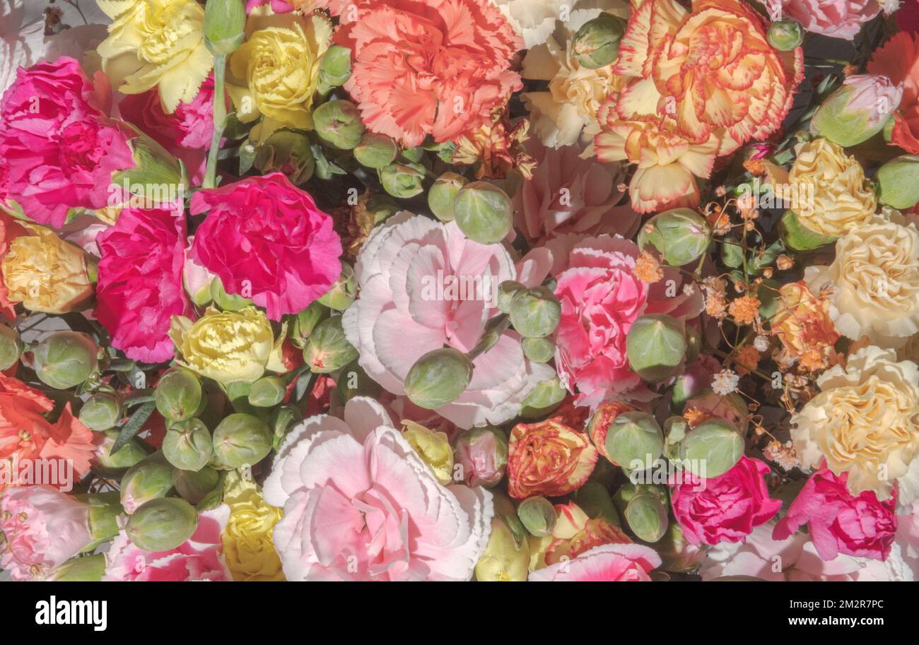 Multi colored carnations in one bouquet. Close-up Stock Photo - Alamy