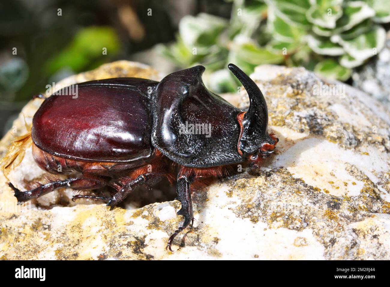 Rhinoceros beetle insect Stock Photo