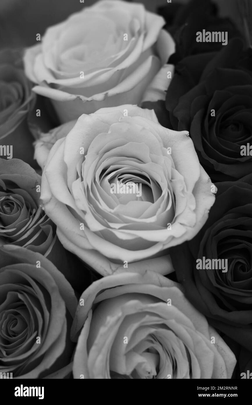 Cheerful rose bouquet Black and White Stock Photos & Images - Alamy