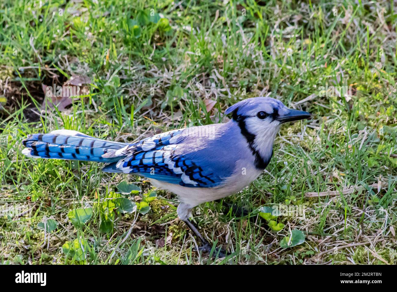 A close-up shot of blue jay on the grass Stock Photo