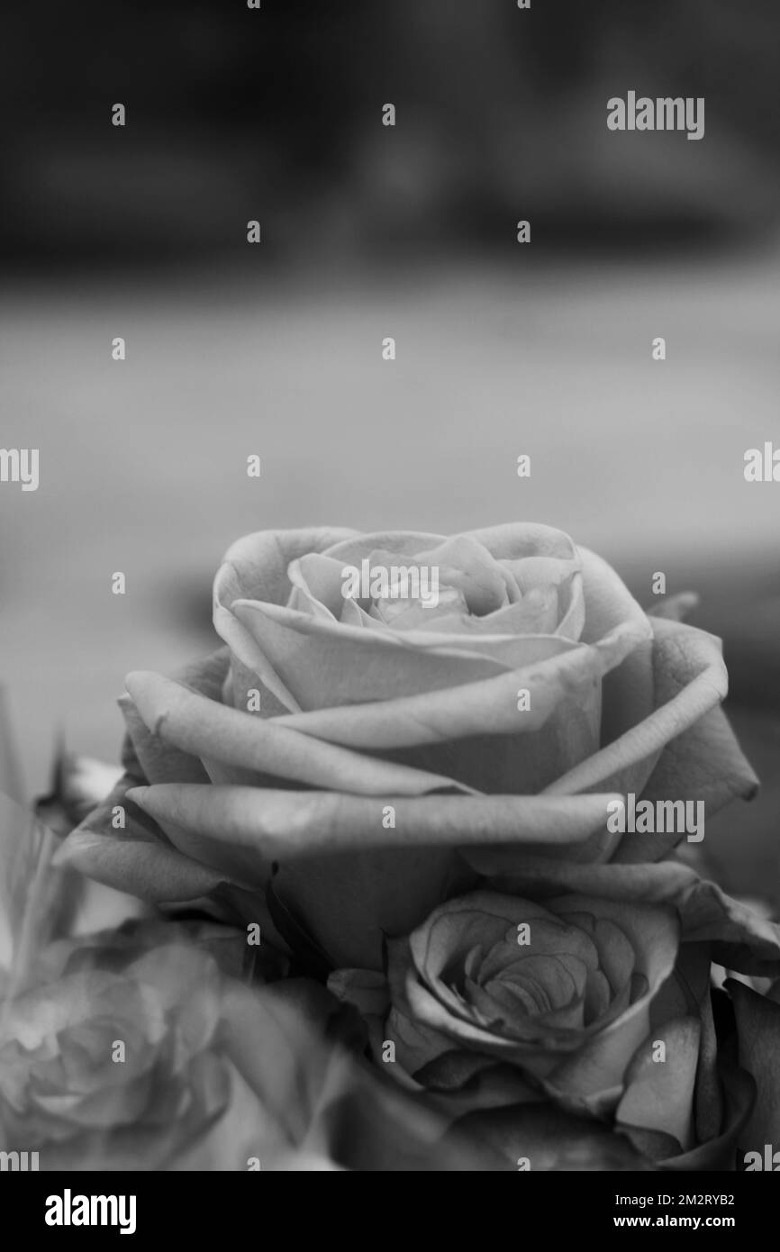 Stunning flower bouquet Black and White Stock Photos & Images - Alamy