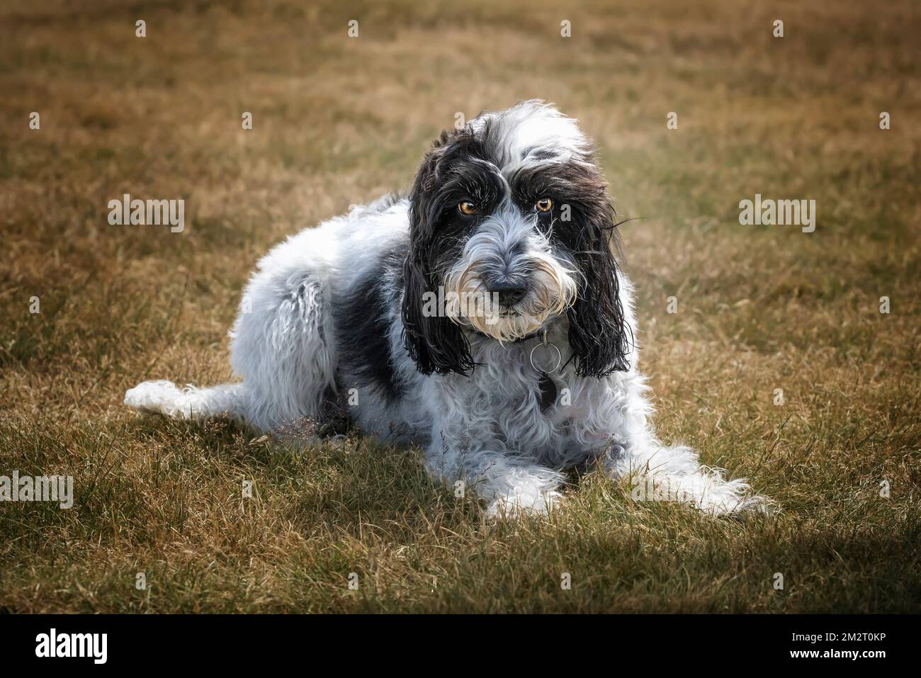 Black and White Cockapoo laying down and looking towards the camera in a field Stock Photo