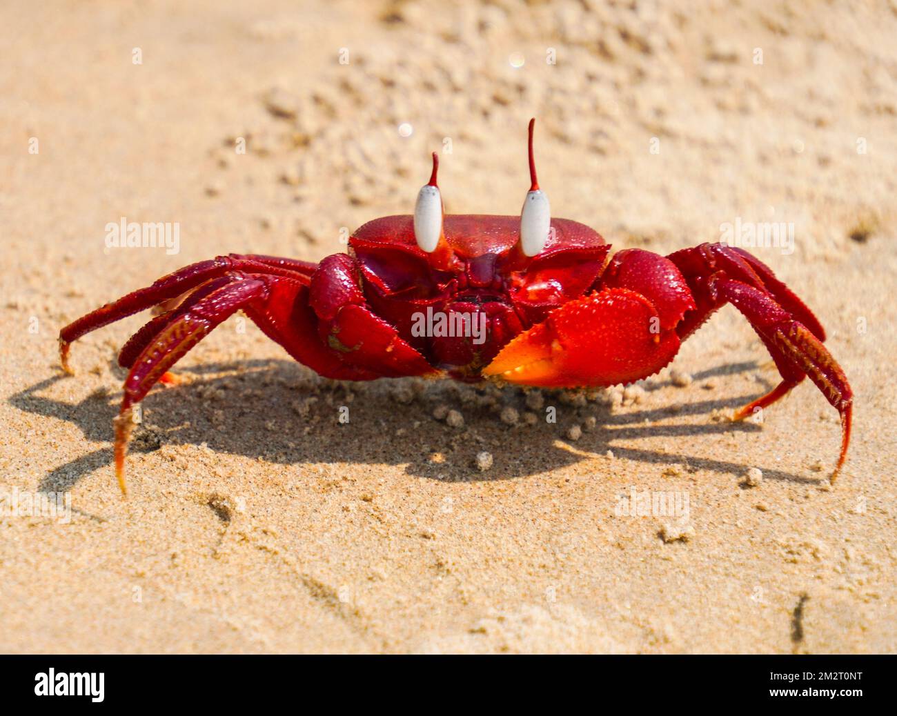A close-up shot of a red earth crab on the sandy beach Stock Photo