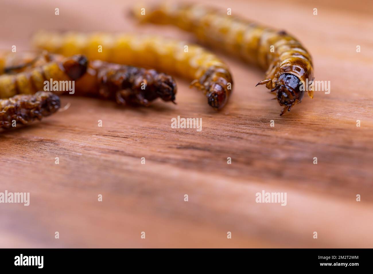 Fried wood grubs and mealworms on a wooden chopping board. Fried insects as a source of protein