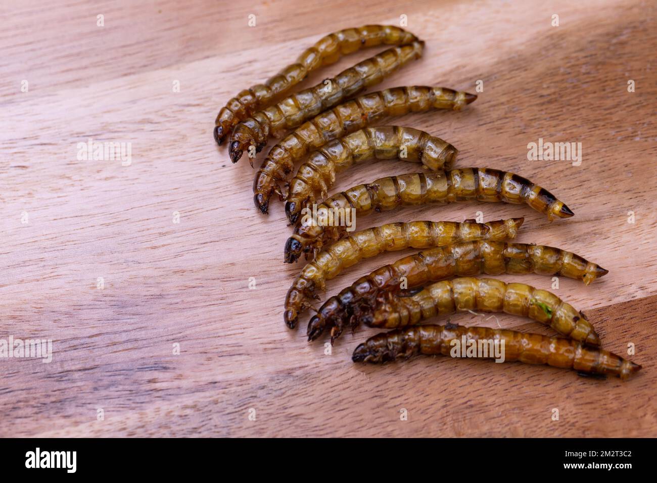 Fried wood grubs and mealworms on a wooden chopping board. Fried insects as a source of protein in the diet. Stock Photo