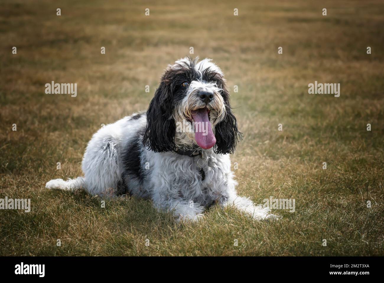 Black and White Cockapoo laying down and looking towards the camera in a field Stock Photo