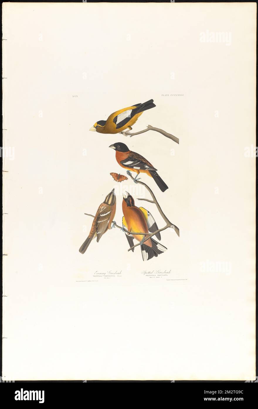 Evening grosbeak. Spotted grosbeak : Fringilla vespertina, Cooper. Old male, 1. Fringilla maculata. Male, 2, 3. Female, 4. c.1 v.4 plate 373 , Birds, Grosbeaks. The Birds of America- From Original Drawings by John James Audubon Stock Photo