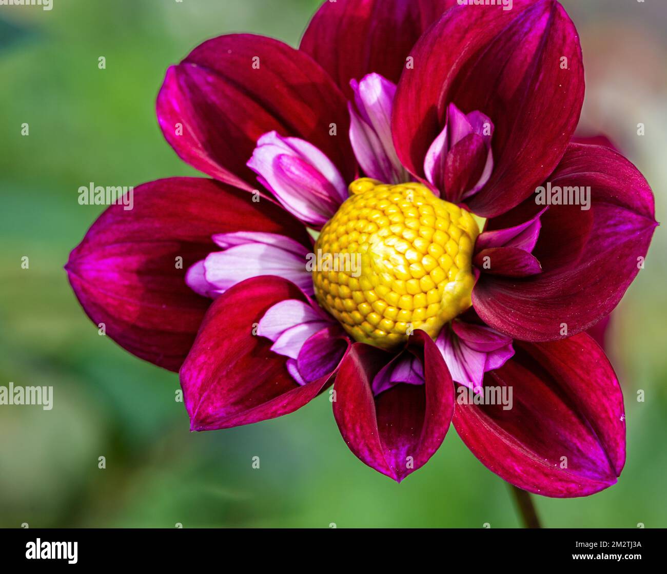 Dahlia 'Impression fantastico' flower. dwarf collarette Dahlia. Single flower Stock Photo
