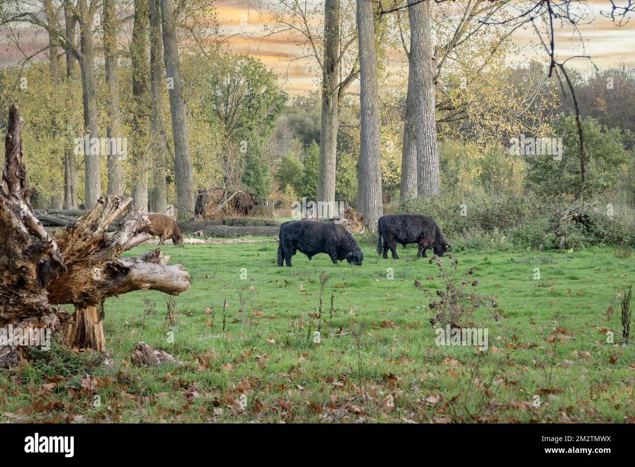 Black Galloway Cattle in Belgium park of nature Stock Photo