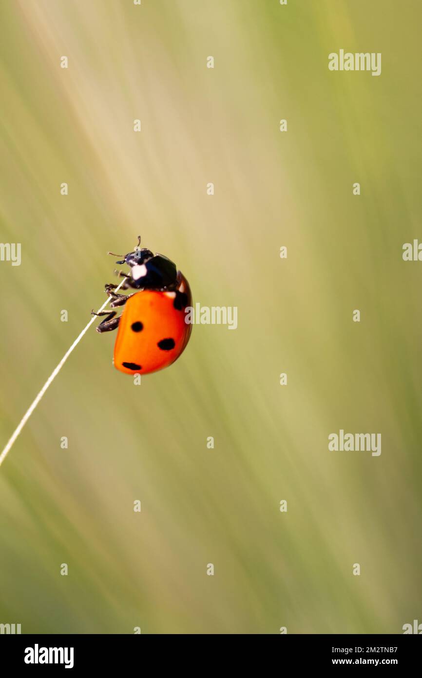 Ladybug on a stem of grass Stock Photo
