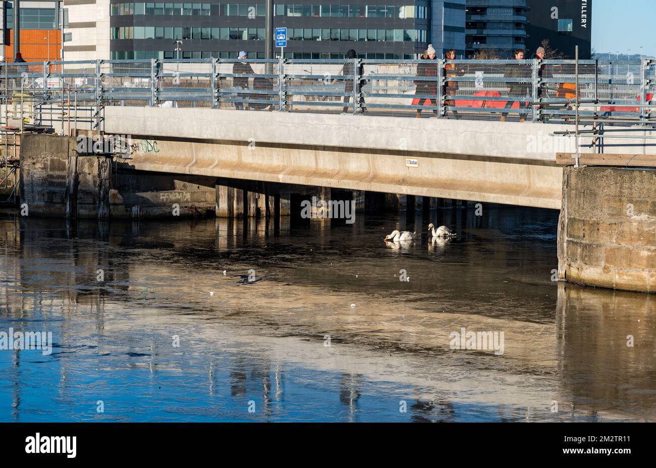 Leith, Edinburgh, Scotland, UK, 14th December 2022. UK Weather: Water of Leith river frozen: the persistent freezing conditions have caused the harbour basin to freeze over. A pair of mute swans feed in the only water between harbour basins where they have been able to break the ice. Credit: Sally Anderson/Alamy Live News Stock Photo