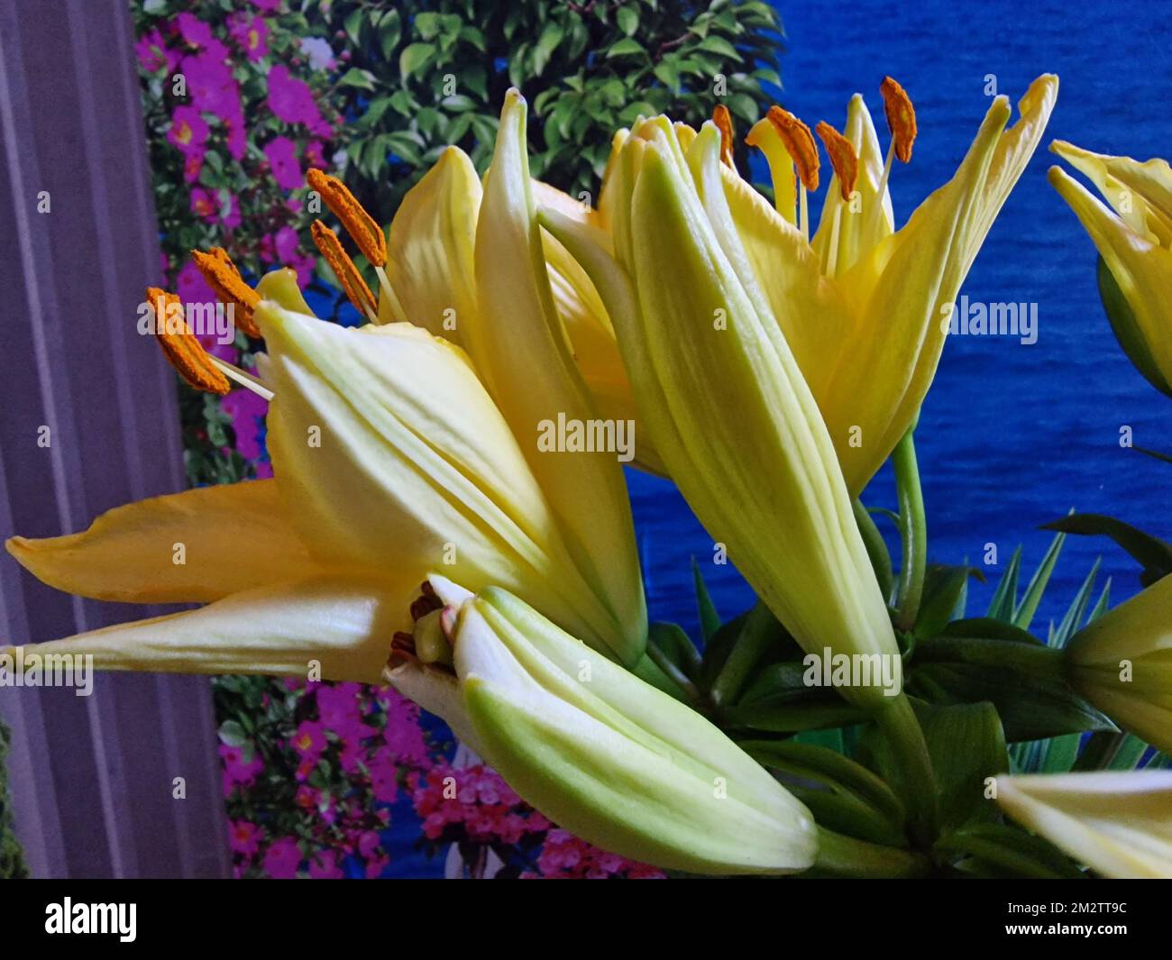 Colourful background. Lily blossom macrophotography. Pistil and stamens