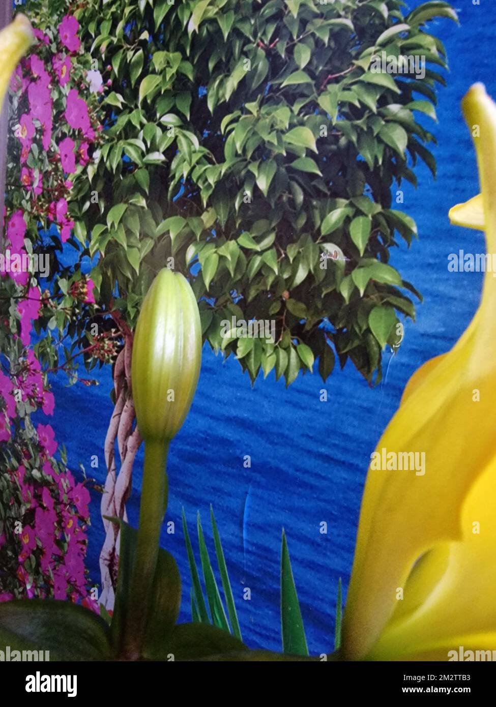 Colourful background. Lily blossom macrophotography. Pistil and stamens