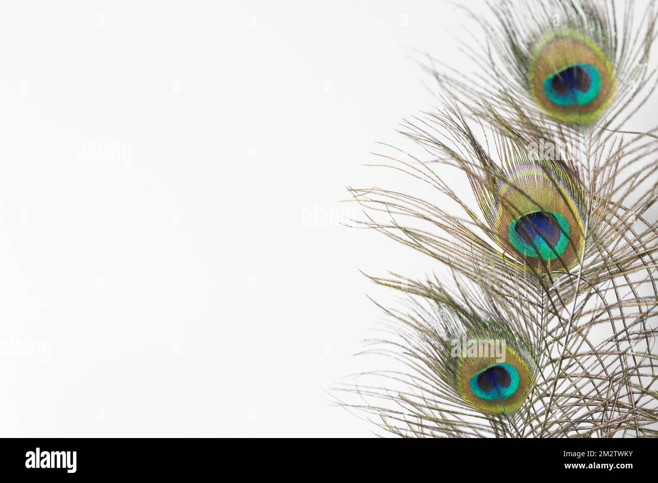 Peacock feather art hi-res stock photography and images - Alamy