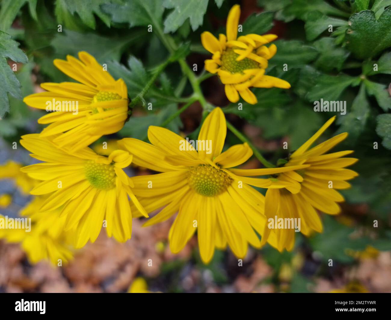 Yellow flower petals. Chrysanthemum macrophotography. Beautiful Nature.  Booming plants. Greenery in the background. Outdoor photo. Yellow flowers. Stock Photo