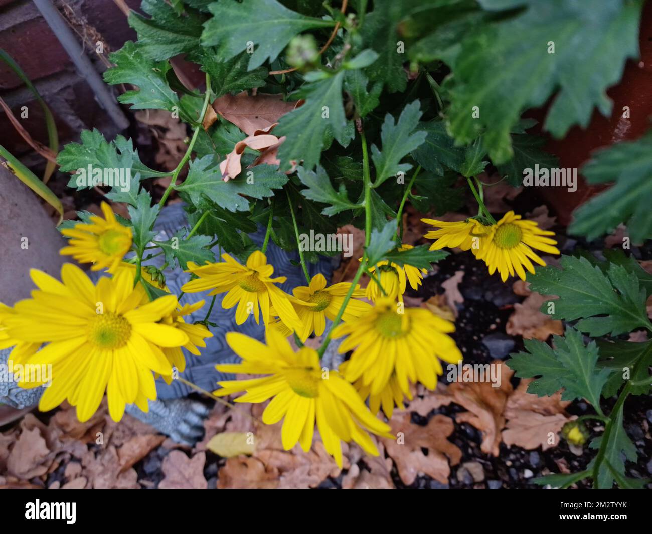 Yellow flower petals. Chrysanthemum macrophotography. Beautiful Nature.  Booming plants. Greenery in the background. Outdoor photo. Yellow flowers. Stock Photo
