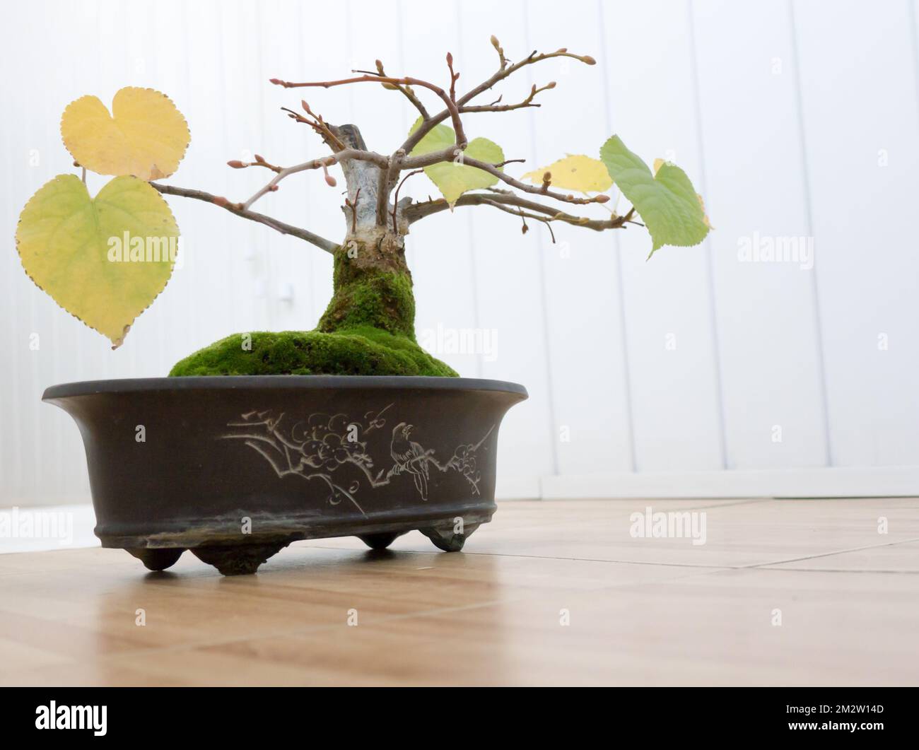 The Bonsai tree Linden on ceramic pot Stock Photo - Alamy
