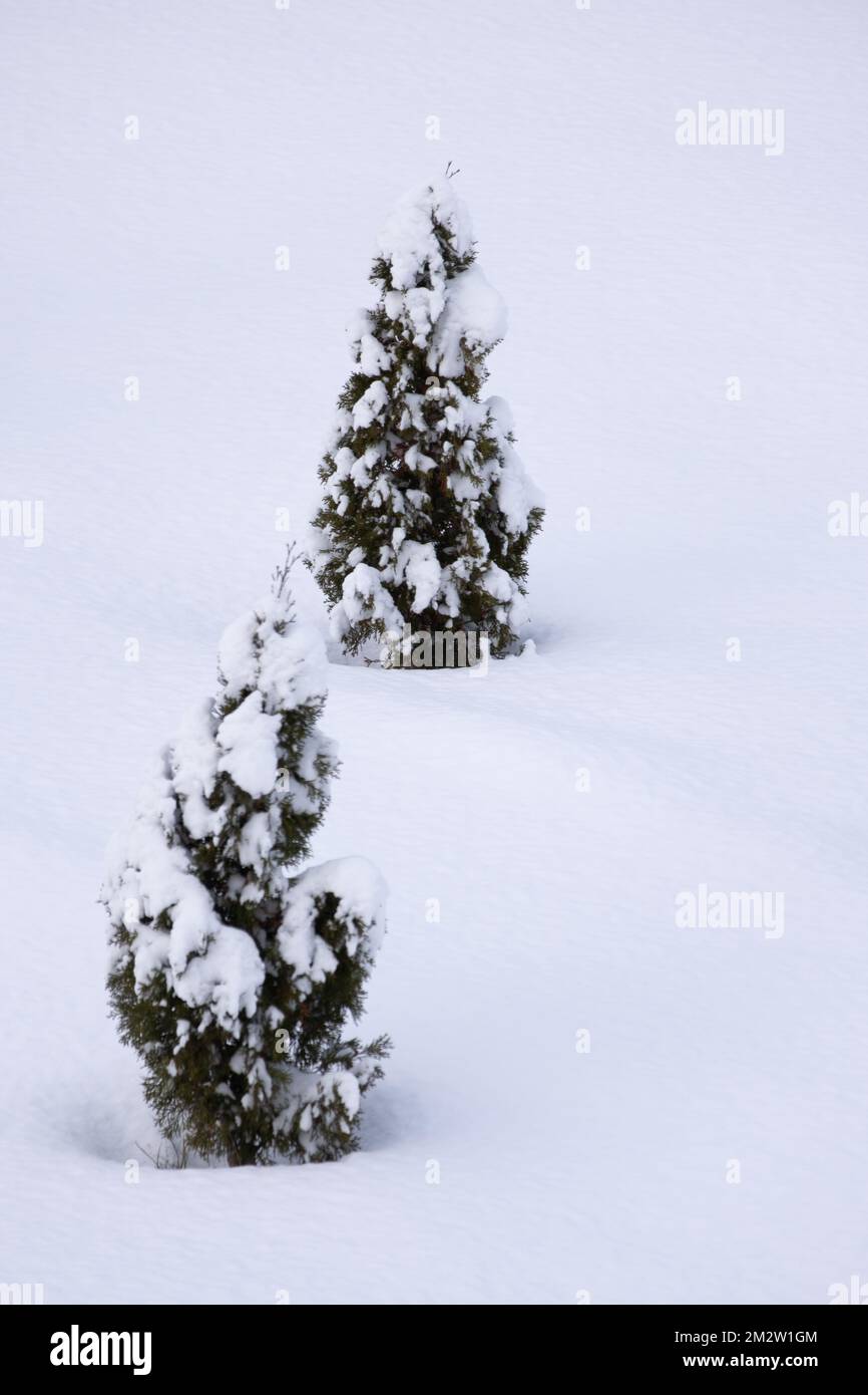A snow-covered Christmas tree in the snow. High quality photo Stock Photo