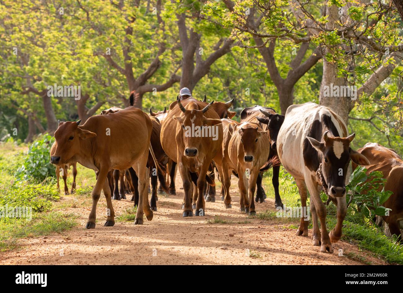 Cattleman guiding the herd of cows from behind. Long-horned alpha male cow leads from the front. Rural villages and cultural scenery in Anuradhapura, Stock Photo