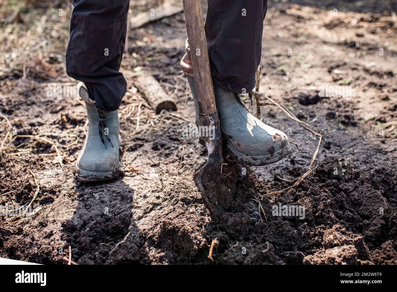 workers loosen black dirt at farm The foot of a hard-working farmer in dirty boots in the garden digs up the soil for planting seeds or seedlings in Stock Photo