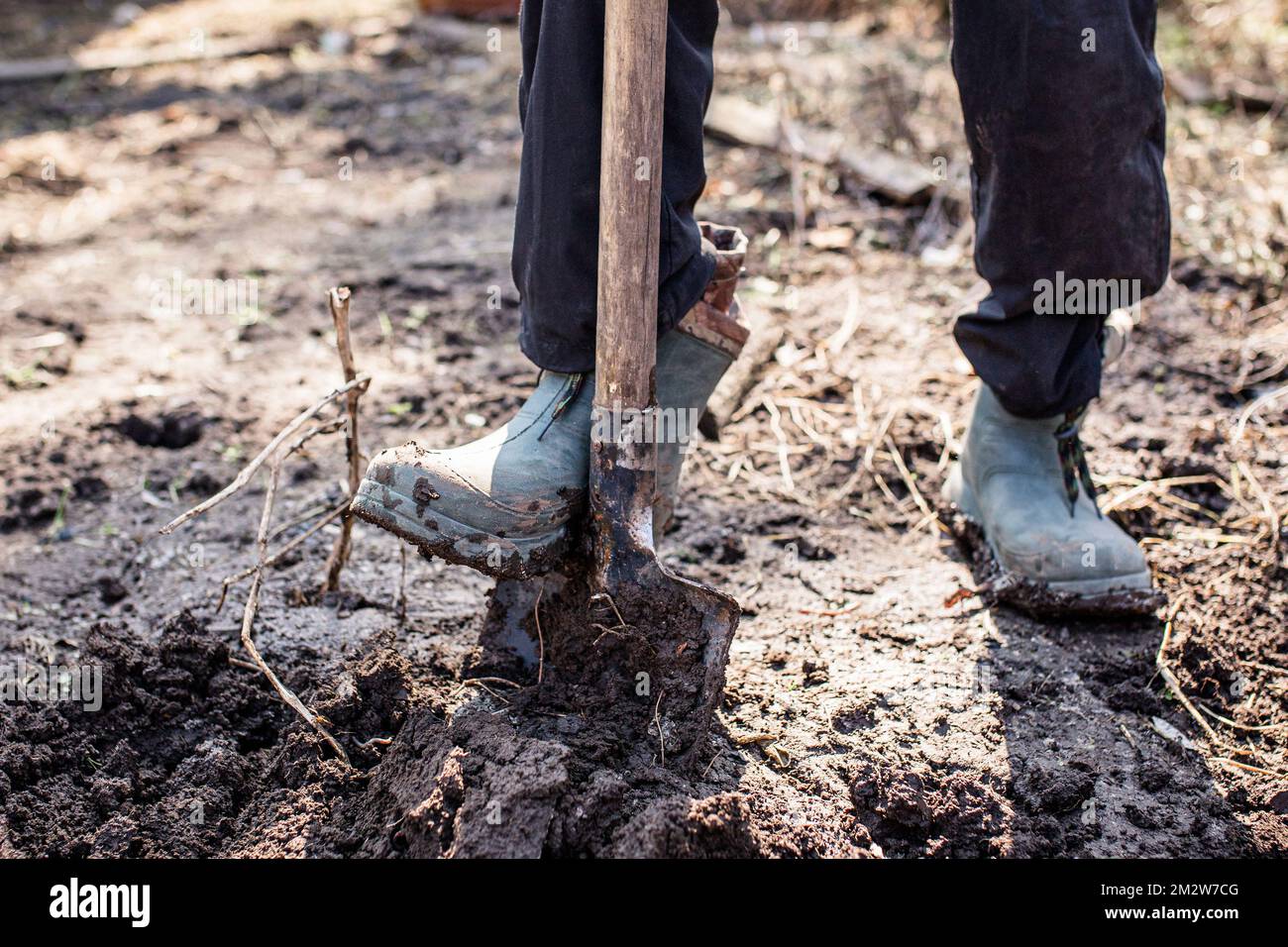workers loosen black dirt at farm The foot of a hard-working farmer in dirty boots in the garden digs up the soil for planting seeds or seedlings in Stock Photo