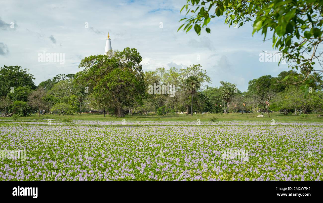 Ruwanweli Maha Seya and the beautiful purple flowering field in Anuradhapura. Scenic landscape photograph. Stock Photo