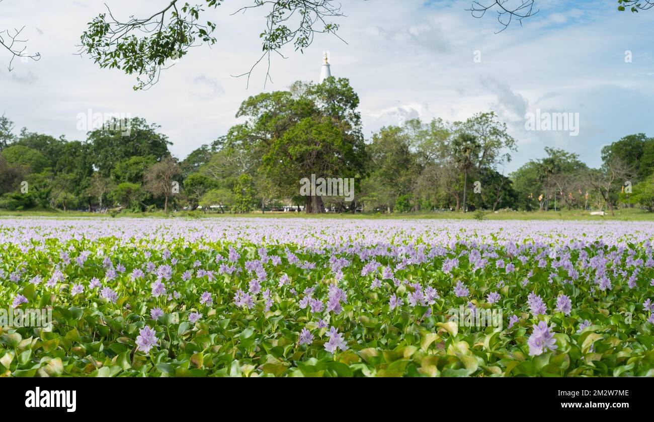Freshly bloomed wildflower field near the Ruwanweli Maha Seya in Anuradhapura. Scenic landscape photograph Stock Photo