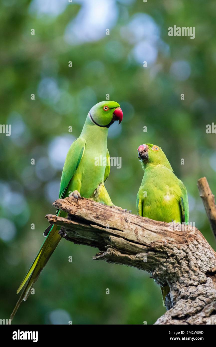 Roseringed parakeet male feeds the female as part of the courting ritual, regurgitating food