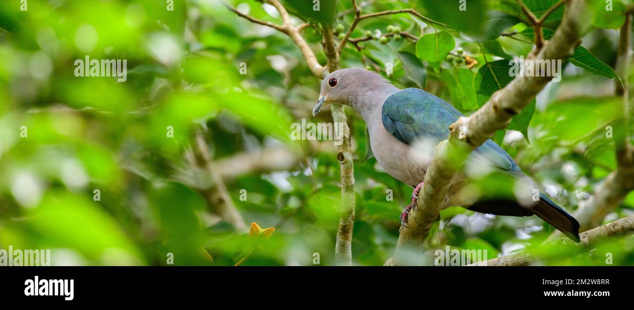 Green imperial pigeon bird perch on a banyan tree. Stock Photo