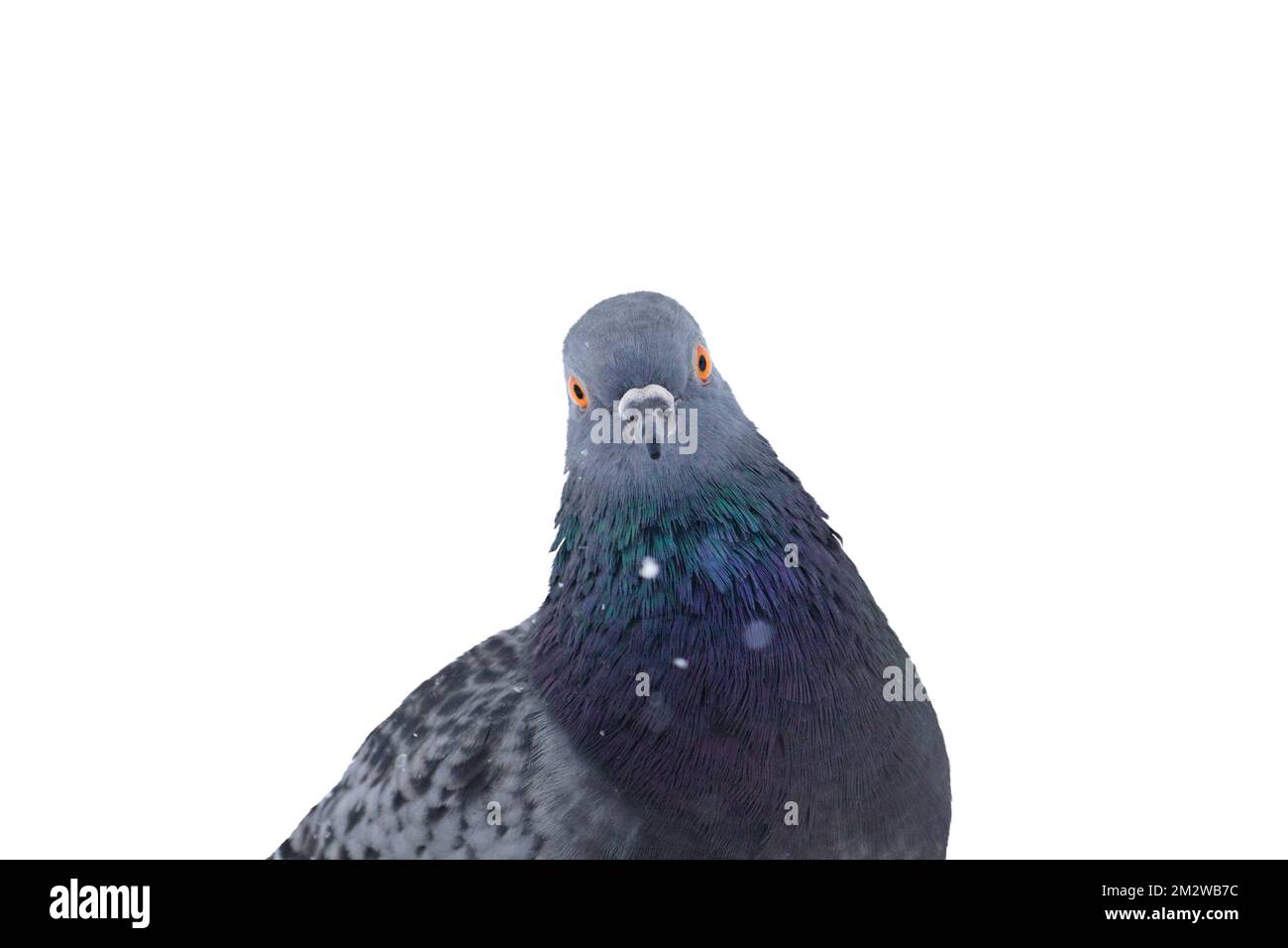 pigeon looking at camera isolated on white Stock Photo - Alamy