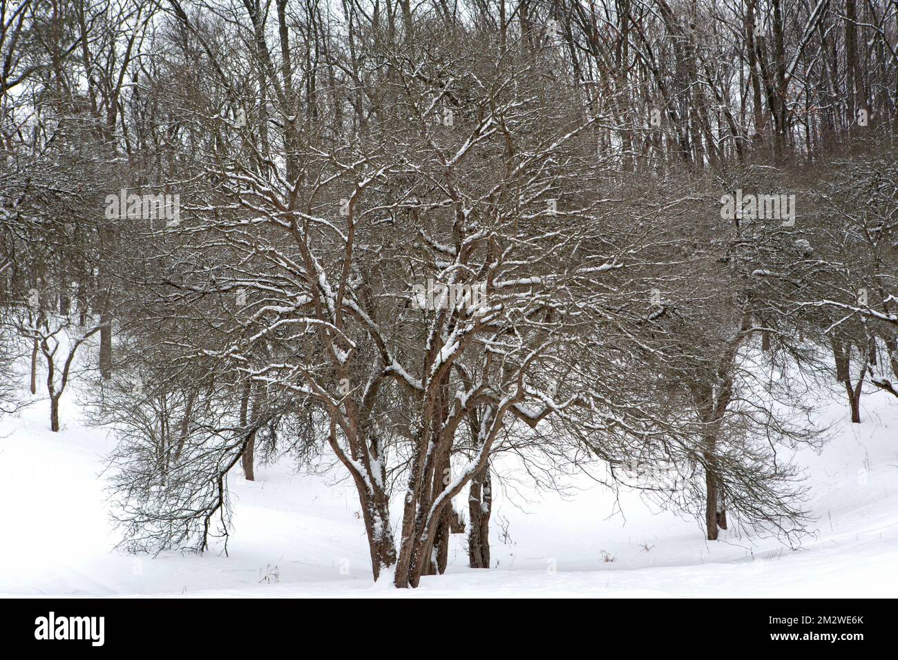 Winter in Nichols Arboretum Stock Photo