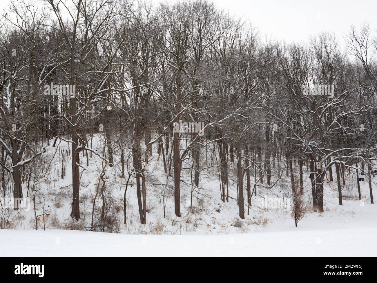 Winter in Nichols Arboretum Stock Photo