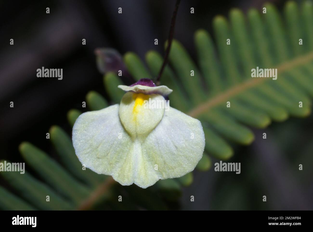 White flower of Utricularia hispida, a carnivorous bladderwort, Gran Sabana, Venezuela Stock Photo