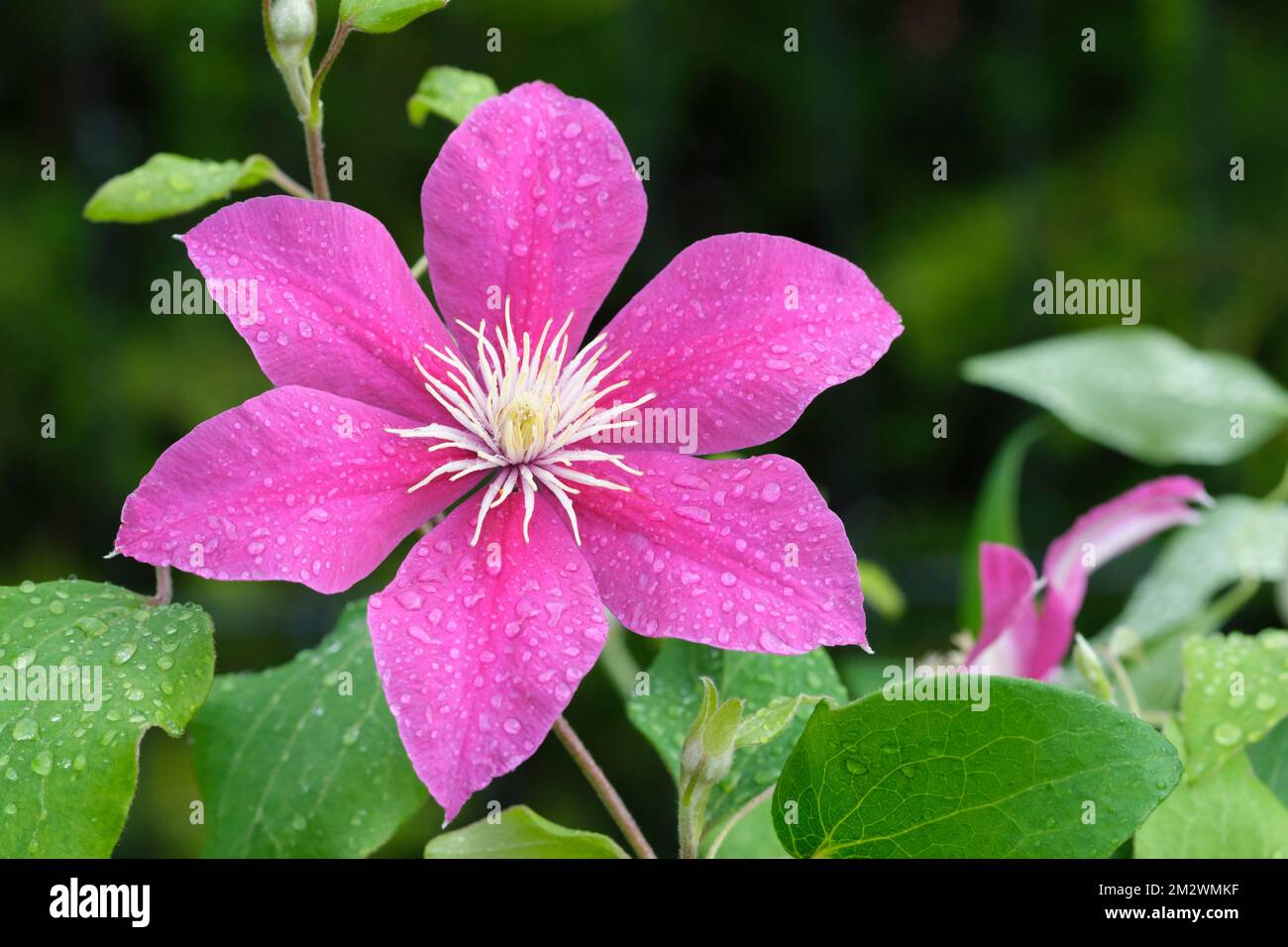 Clematis Acropolis, Clematis Evipo078,  Boulevard Series, climber, bright pink flowers, darker pink central bar, creamy-white stamens, Stock Photo